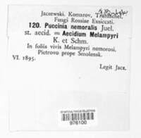 Puccinia nemoralis image